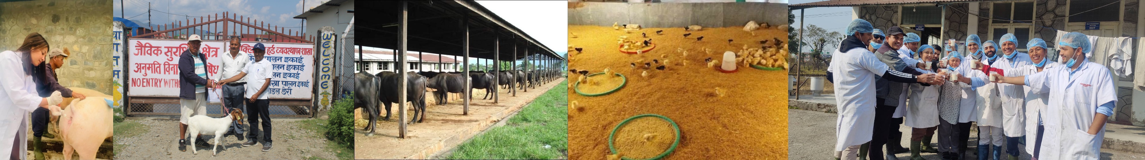 Nucleus Herd Section